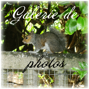 Galerie de photos
